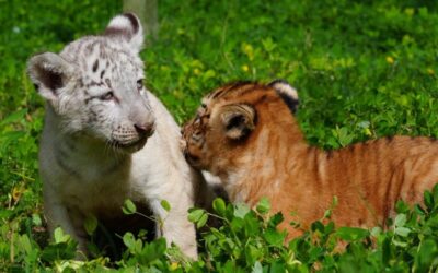 Zoológico Nacional celebra el nacimiento de nuevas crías de tigres, entre ellos uno con leucismo