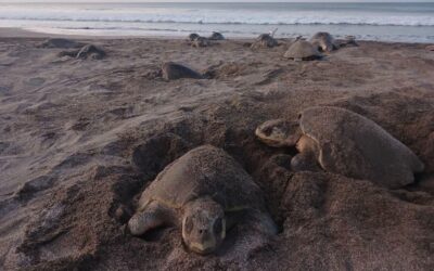 Cuarta arribada del año deja más de 7 mil tortugas paslama en Chacocente