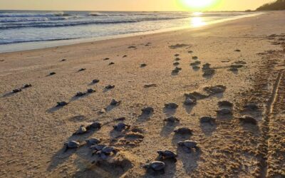 MARENA fortalece la conservación marina con la liberación de 312 mil tortuguillos