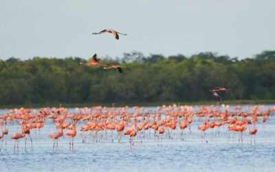 Representación de Nicaragua participa en avistamiento de aves en Venezuela