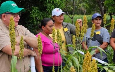 Productores de Comalapa conocen nueva variedad de sorgo rojo “INTA Chontales”