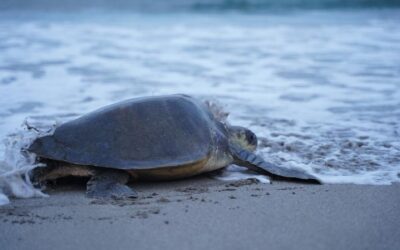 Más 36 mil tortugas arriban al Refugio de Vida Silvestre La Flor
