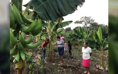 MAG registra 274.7 millones de unidades de plátano cosechadas en 2025