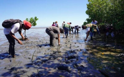 Gobierno Sandinista establece más de 240 mil propágulos de mangle rojo en costas del Pacífico y Caribe