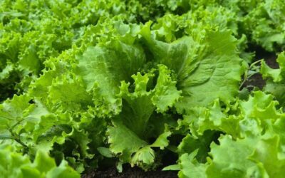 MAG reporta 3.8 millones de lechugas en cosecha de diciembre del 2025