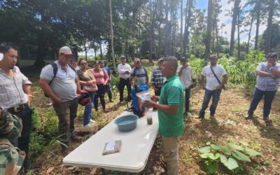INTA apuesta por métodos sostenibles contra el gusano cogollero