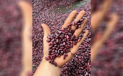 Exitosa cosecha de frijol rojo impulsa el consumo interno y las exportaciones