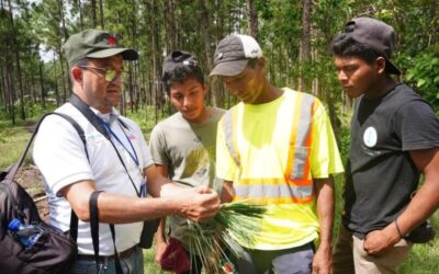 Semillas forestales garantizan la Campaña Nacional de Reforestación 2026