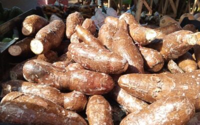 MAG reporta 2.8 millones de quintales cosechados de yuca en 2025