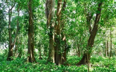 MARENA inicia levantamiento de muestreo del Inventario Nacional Forestal 2026