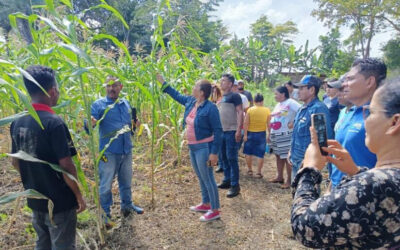 INTA muestra avances en la conservación y mejoramiento de variedades de maíz criollo