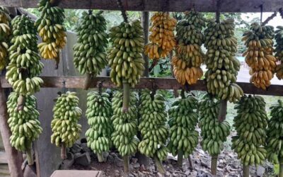 Fincas cafetaleras impulsan producción de banano con 12.4 millones en 2025