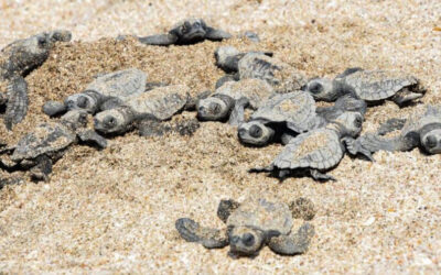 Nicaragua reporta nacimiento y liberación de 188 417 tortuguillos Paslama