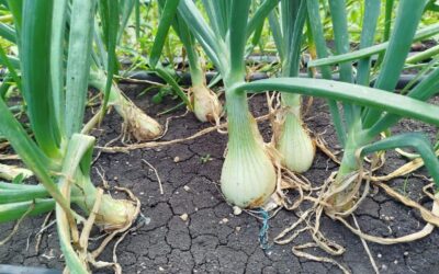 MAG reporta una cosecha de 94.600 quintales de cebolla amarilla en enero 2026