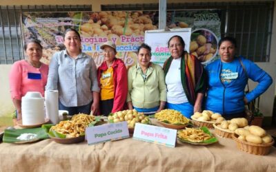 INTA lanza nueva variedad de papa “INTA TISEY” en Estelí