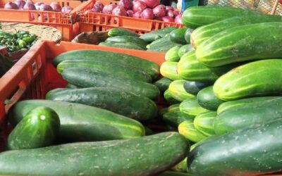 Producción de pepino alcanza 1.8 millones de unidades en el mes de enero