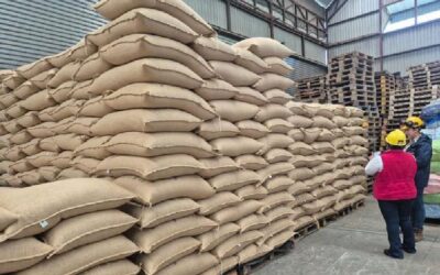 IPSA refuerza vigilancia fitosanitaria en cafetales de Nicaragua