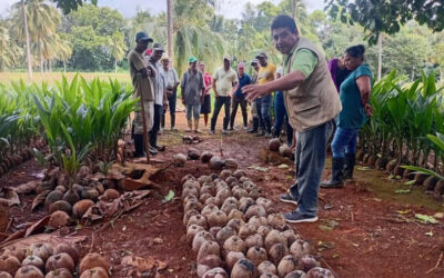 Productores reciben técnicas para mejorar la siembra de coco