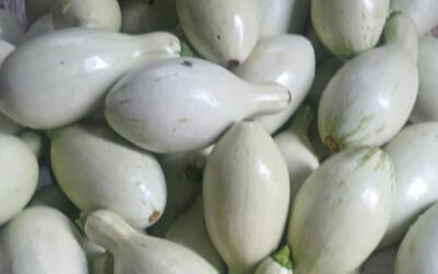 Producción de pipián supera las 63,600 unidades en enero