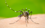 Malaria