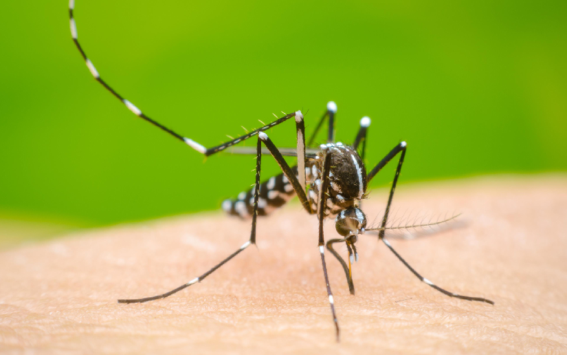 Malaria