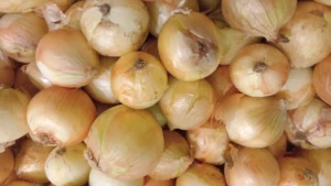 Producción de cebolla registra avances positivos al cierre de mayo 2026