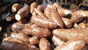 Acopio de yuca mantiene dinamismo durante el primer cuatrimestre de 2026