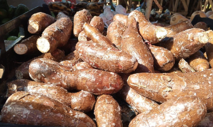 Nicaragua registra una producción de 204,900 quintales de yuca durante el primer cuatrimestre de 2026
