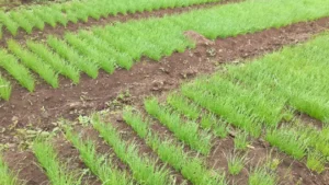 MAG proyecta la siembra de 30.700 manzanas de arroz para el ciclo productivo 2026-2027