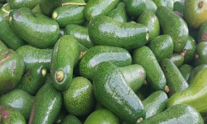 Acopio de aguacate a mayo 2026