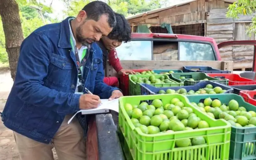 cítricos 
