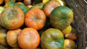 Producción de mandarinas alcanza 11.6 millones de unidades entre enero y mayo de 2026