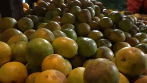Nicaragua registra cosecha de 340 millones de naranjas dulces entre enero y mayo