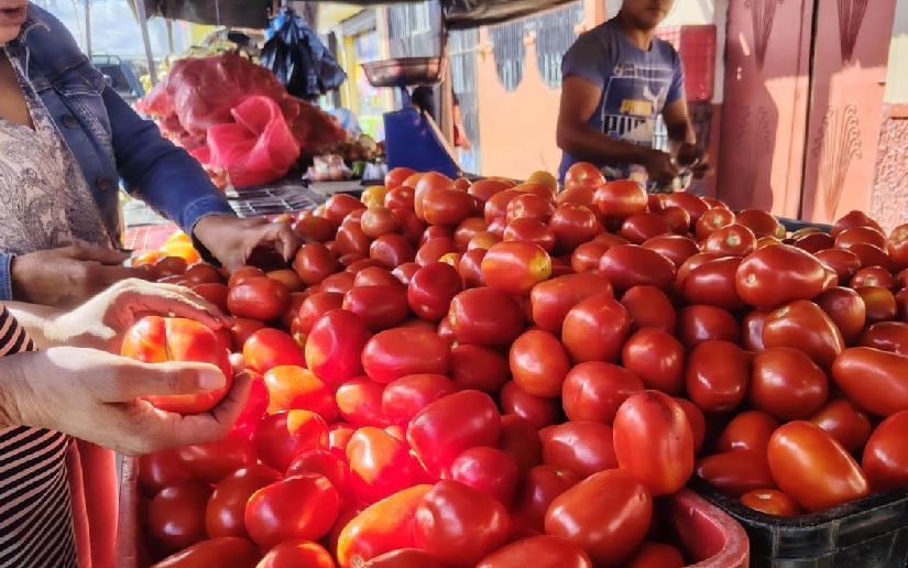 tomate 