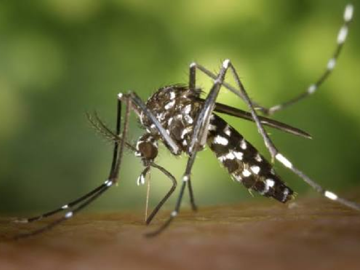 Disminuyen los casos de Dengue, Chikungunya, Neumonía e Influenza