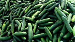 Producción de pepino correspondiente a octubre de 2026