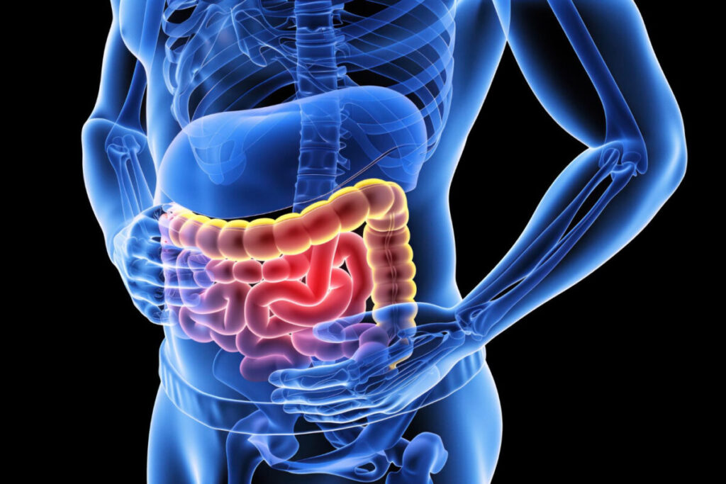 intestino