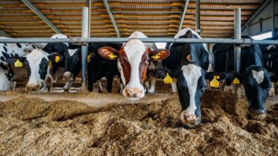 La UE explora el uso de estiércol de vaca ante el aumento de precios