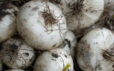 Nicaragua produjo 20 mil moños de cebolla blanca en octubre