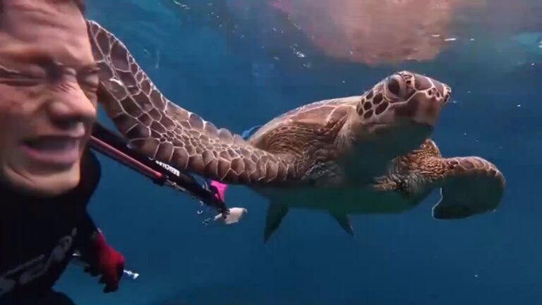 Tortuga