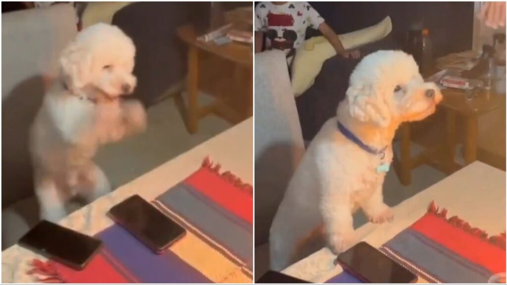 Perro