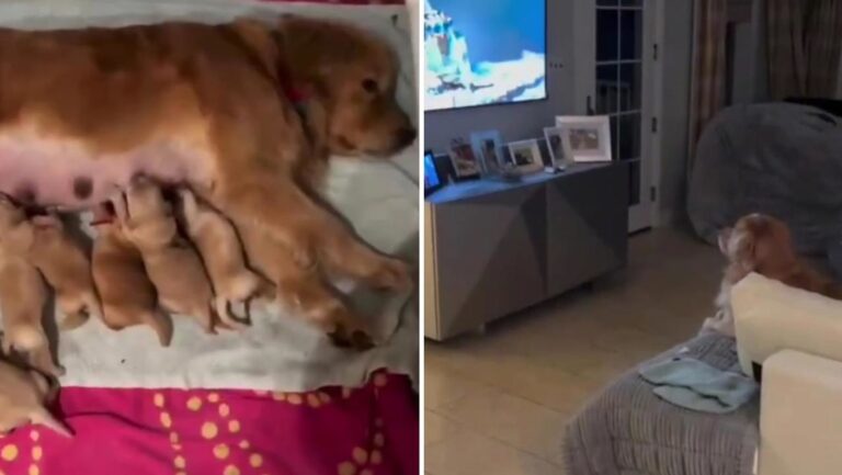 Perro