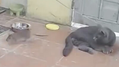 Reemplaza a su perro por un gato y causa revuelo total en redes