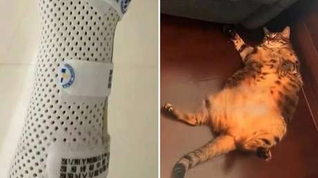 gato