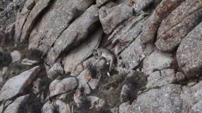 Encuentran a felino en peligro de extinción en plena naturaleza