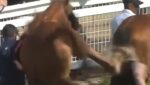 caballo