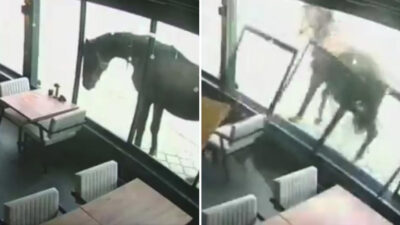 Fuerte patada de caballo rompe cristal de un local