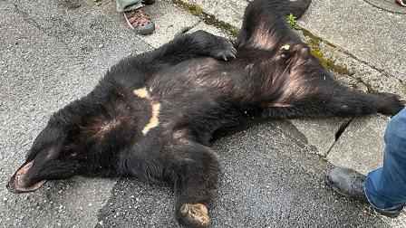 oso