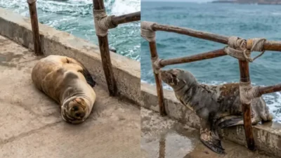 Lobo marino retorna al océano después de varios días varado