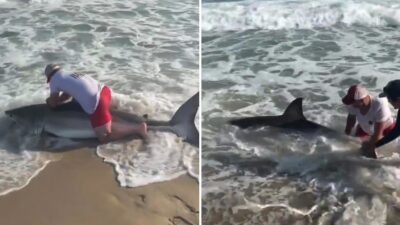 Captan a un pescador abrazando un tiburón blanco